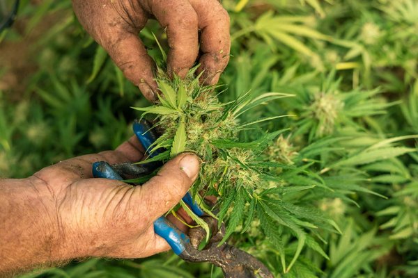 Conseil sur les fleurs de chanvre : Quel est l'aspect visuel de ces produits ?